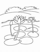 Coloring Lily Water Pages Flowers Flower Kids Getcolorings Color sketch template