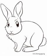 Rabbit Lapin Mignon Bunnies Coloriage Kelinci Rabbits Berdiri Einhorn Sketsa Conejos Kopf Ausmalen Dessine Diwarnai Hitam Bild Coloriageetdessins Mewarnai Conejo sketch template