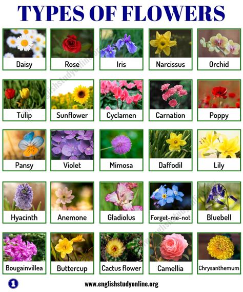 types  flowers  names chart