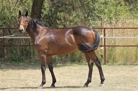 thoroughbred breed thoroughbred traits   breeds origin