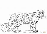Coloring Snow Pages Leopards sketch template
