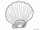 Shell Seashell Clam Urchin Preschoolers Coloringbay Albatross sketch template