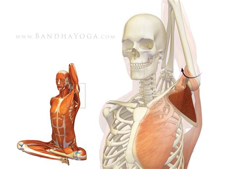 daily bandha shoulder biomechanics part   subscapularis muscle