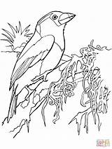 Coloring Pages Toucan Bird Tropical Barbet Printable Color Birds Toco Colorings Getdrawings Getcolorings Categories Supercoloring Print Coloirng sketch template