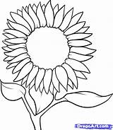 Sunflower Drawing Outline Cartoon Drawings Line Draw Clipart Step Coloring Flower Sunflowers Color Kids Flowers Clip Pages Printable Easy Template sketch template