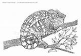 Coloring Chameleon Pages Detailed Chameleons Colouring Adults Super Etsy Print sketch template
