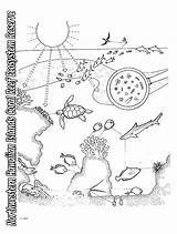 Ecosystem Habitats Biome Ocean Ecosystems Hawaii Printables Plants Biomes Tundra Book Popular sketch template