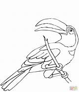 Toucan Coloring Pages Perched Printable Color Supercoloring Keel Billed Drawing Online sketch template