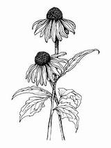 Coneflower Cone Sketch Vertical Echinacea sketch template