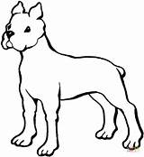 Boxer Coloring Pages Printable Dogs Color Dog Clipart Drawing Medium sketch template