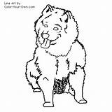 Spitz Japanese Dog Coloring Pages Index Own Color Line sketch template