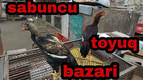 sabuncu toyuq bazari  youtube