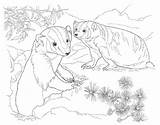 Coloring Pages Burrow Rabbit Badger Template Animals sketch template