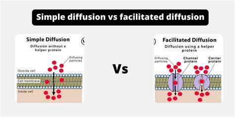 explain  facilitated diffusion differs  simple diffusion