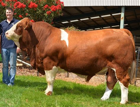 australian stud beef cattle breed record prices   glance beef central