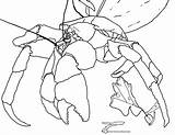 Crab Coconut sketch template