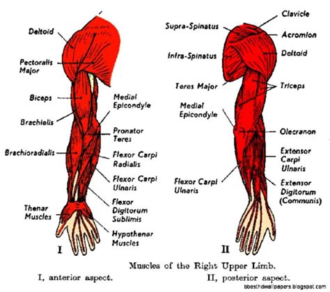 arm muscles diagram muscles   arm diagram forearm muscle anatomy ka daftsex hd