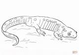 Salamander Spotted Coloring Draw Drawing Pages Printable Categories sketch template