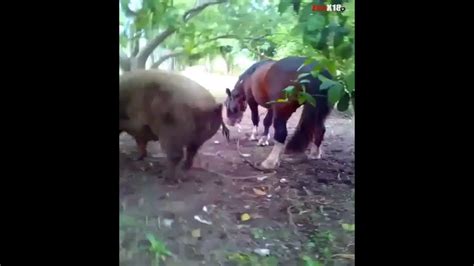 amazing horse meeting pig big pig  horse mating youtube