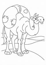 Camel Coloring Pages Books sketch template