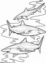Sharks Squalo Tigre Haai Haaien Ausmalbild Kleurplaten Bull Squali Tigerhai sketch template