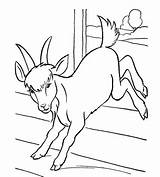 Goat Procoloring Geit sketch template
