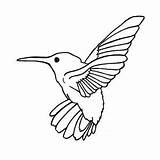 Hummingbird Everfreecoloring Realistic Bird Allens Magnificent sketch template