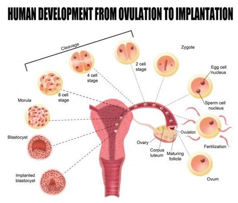 Implantation Bleeding After Conception When Does It