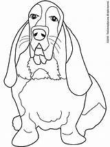 Basset Hound Coloriage Dessin Beagle Kleurplaten Bassett Biegel Kleurplaat Imprimer Honden Assis Cani Hunde Colorier Malvorlage Kategorien Condividi sketch template