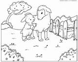 Pecore Ovejas Schafe Cordero Lamm Agnello Cabras Cordeiro Moutons Colorkid Owce Carneiros Agneaux Capre Kolorowanki Owiec Ziegen Ovinos Caprinos Kozy sketch template