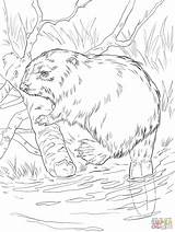 Coloring Pages Beaver Wood Supercoloring Drawing Animal sketch template