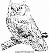 Owl Screech Lovesmag sketch template