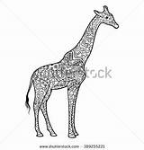 Jirafa Mandala Giraffe Shutterstock Illustration Coloring sketch template