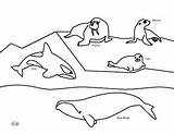 Mammals Ocean Coloring Pages Teacherspayteachers Kindergarten sketch template