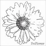 Coloring Flower Daisy Pages Popular sketch template