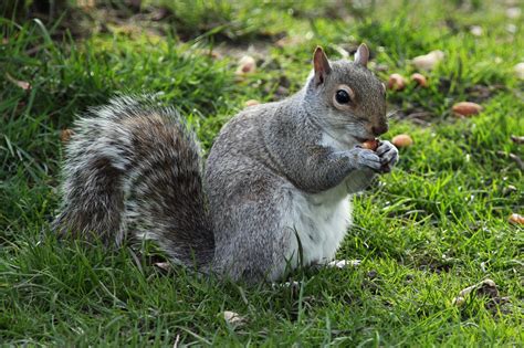 squirrel eating  stock photo public domain pictures