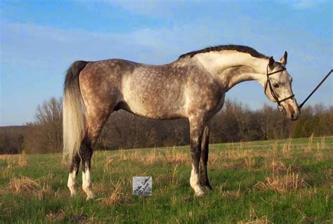 glorious grays part  stallions american saddlebred