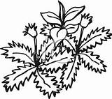 Weeds Weed Clipartmag sketch template