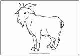 Goat Coloring Colouring Pages Sheet Clipart Goats Kids Printable Color Activity Print Bleating Year Chinese Explore Clipground Animals Village sketch template