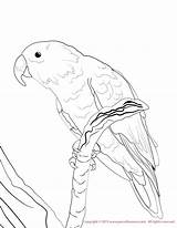 Coloring Conure Eclectus Pages Male Print Color 49kb 1275 Drawings Email sketch template