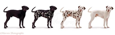dogs black  white dalmatian photo wp