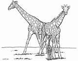Giraffe Pages Coloring Kids Fun sketch template