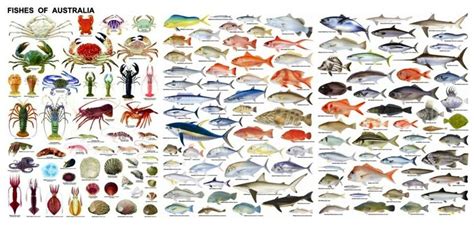 fish identificationand information fish chart types  fish fish
