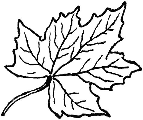 autumn leaf outline clip art clipart