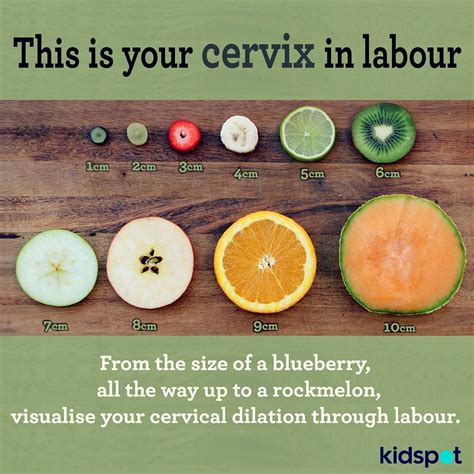 showing cervical dilation   cm     cm