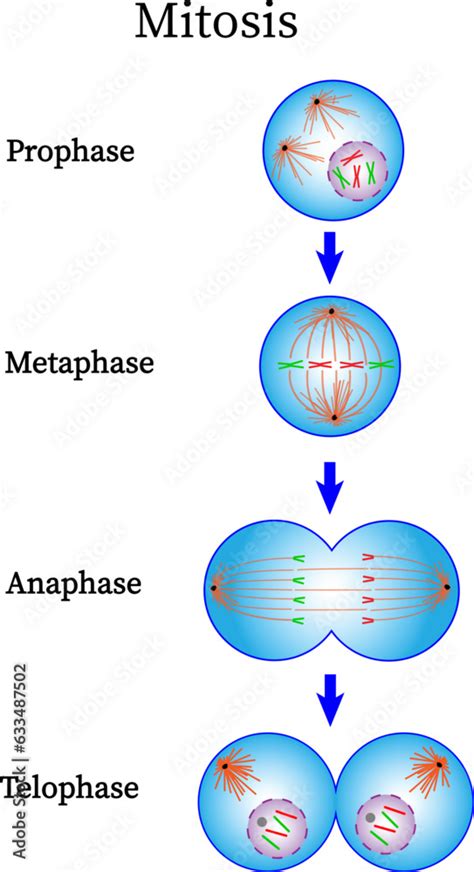 mitosis phase diagram prophase metaphase anaphase  telophase