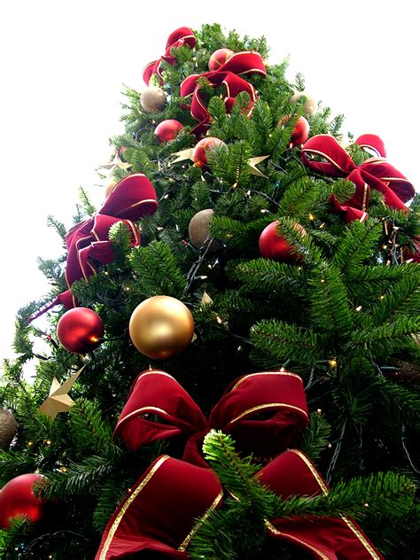 filechristmas tree sxc hujpg