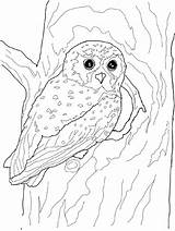 Hoot 101coloring sketch template