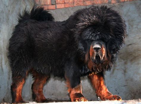 tibetan mastiff lion head for sale adoption in malaysia