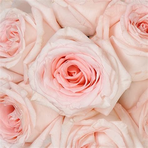 pink blush rose  fiftyflowerscom